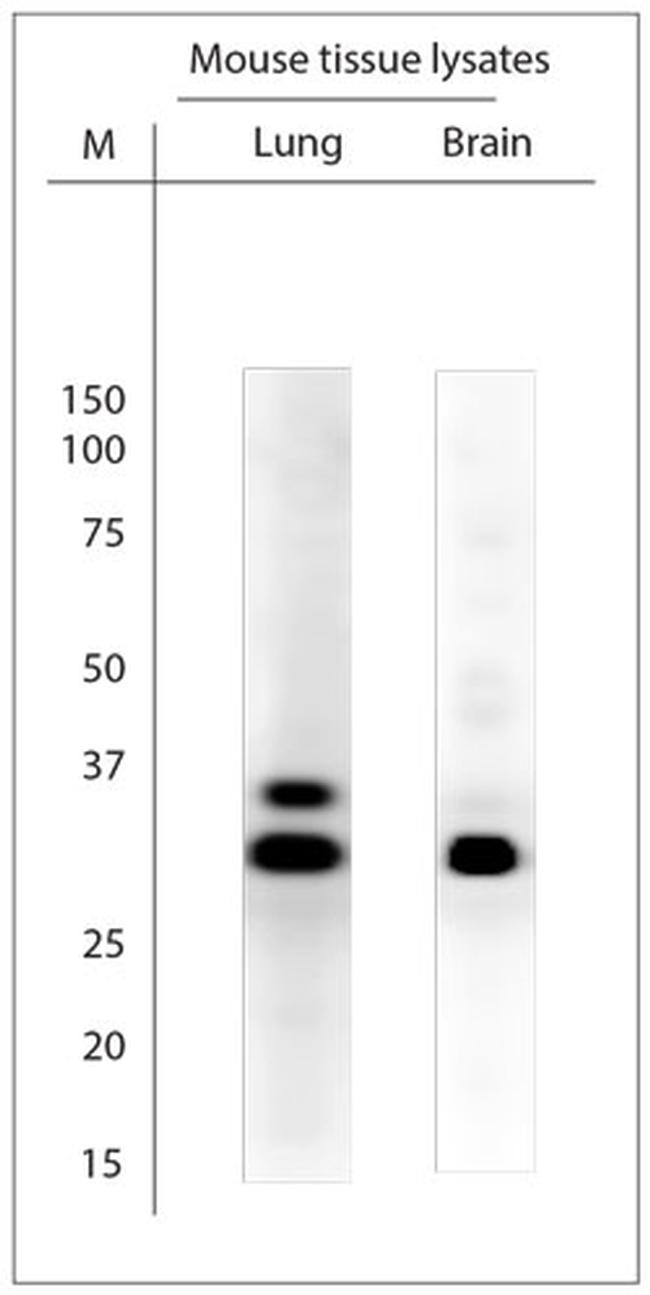 SCAMP1 Antibody in Western Blot (WB)