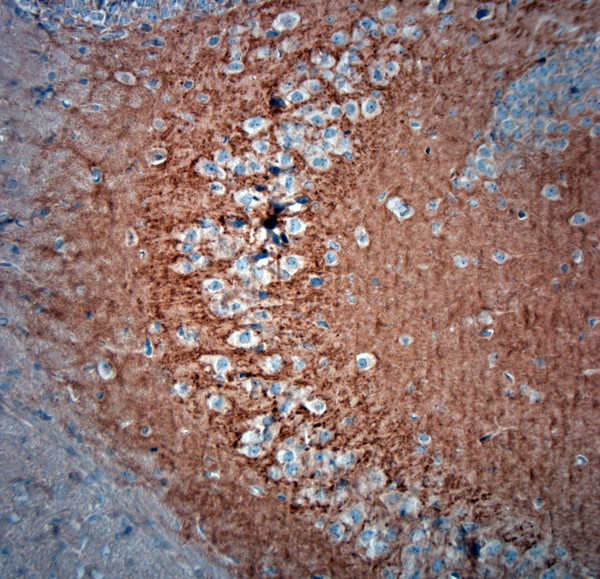 Spinophilin Antibody in Immunohistochemistry (Paraffin) (IHC (P))