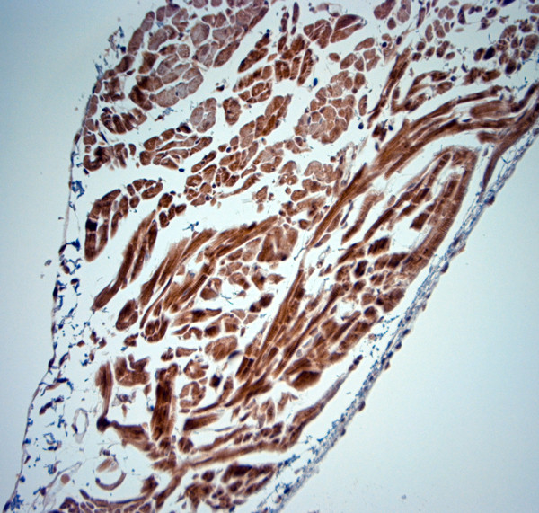 5HT4 R Antibody in Immunohistochemistry (Paraffin) (IHC (P))