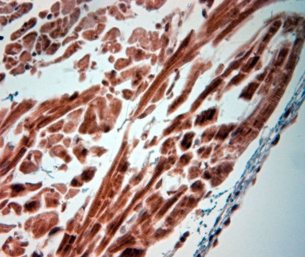 5HT4 R Antibody in Immunohistochemistry (Paraffin) (IHC (P))