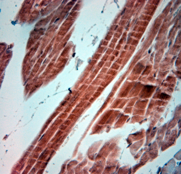 5HT4 R Antibody in Immunohistochemistry (Paraffin) (IHC (P))