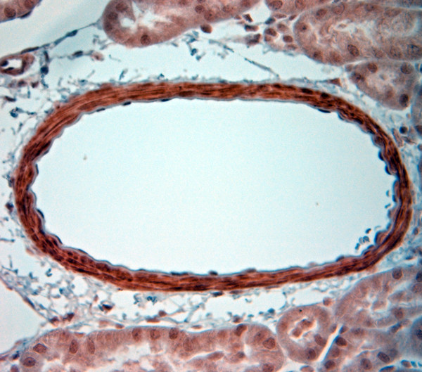 5HT4 R Antibody in Immunohistochemistry (Paraffin) (IHC (P))