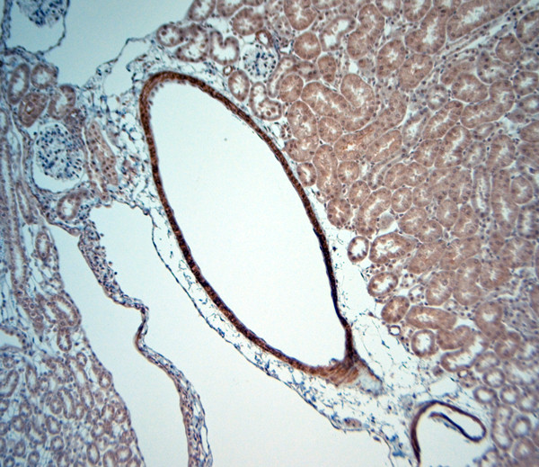 5HT4 R Antibody in Immunohistochemistry (Paraffin) (IHC (P))