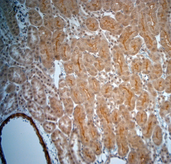 5HT4 R Antibody in Immunohistochemistry (Paraffin) (IHC (P))