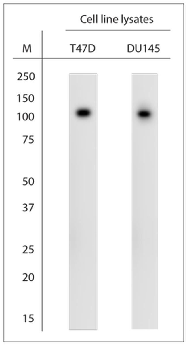 SCP1 Antibody in Western Blot (WB)