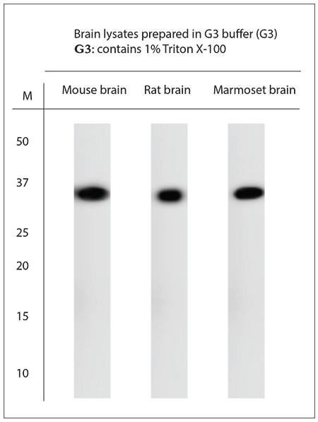 Synaptophysin Antibody in Western Blot (WB)