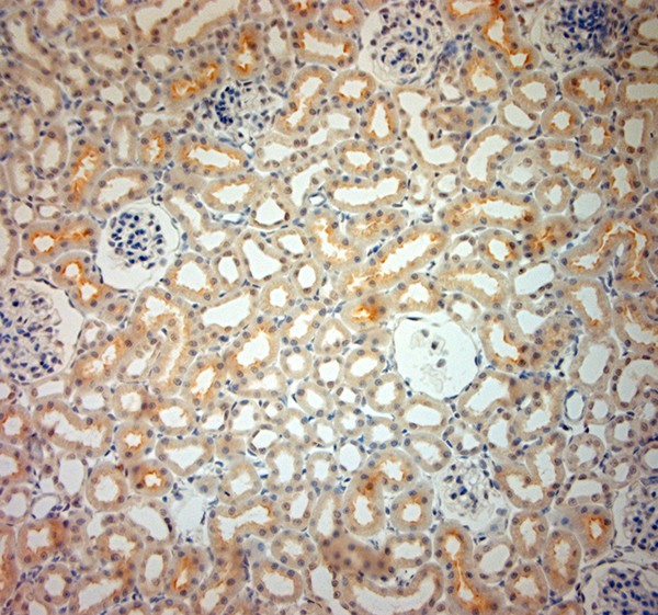 SLC6A19 Antibody in Immunohistochemistry (Paraffin) (IHC (P))