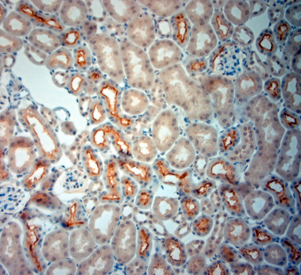 SLC6A19 Antibody in Immunohistochemistry (Paraffin) (IHC (P))