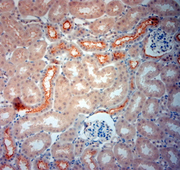 SLC6A19 Antibody in Immunohistochemistry (Paraffin) (IHC (P))