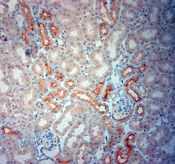 SLC6A19 Antibody in Immunohistochemistry (Paraffin) (IHC (P))