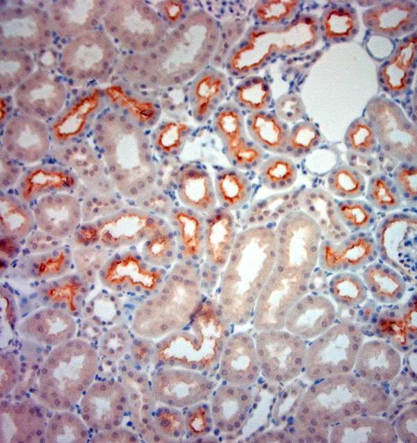 SLC6A19 Antibody in Immunohistochemistry (Paraffin) (IHC (P))