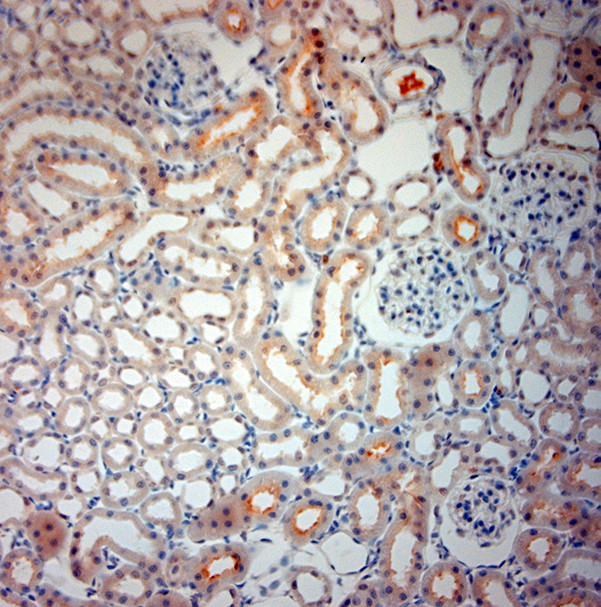 SLC6A19 Antibody in Immunohistochemistry (Paraffin) (IHC (P))