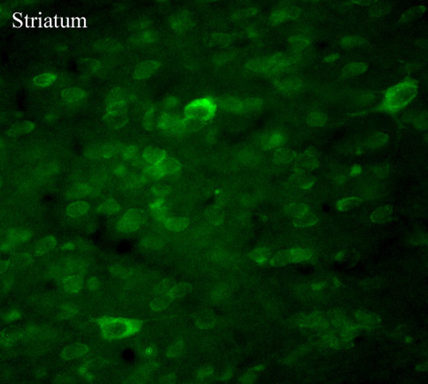 TRPC3 Antibody in Immunohistochemistry (Frozen) (IHC (F))