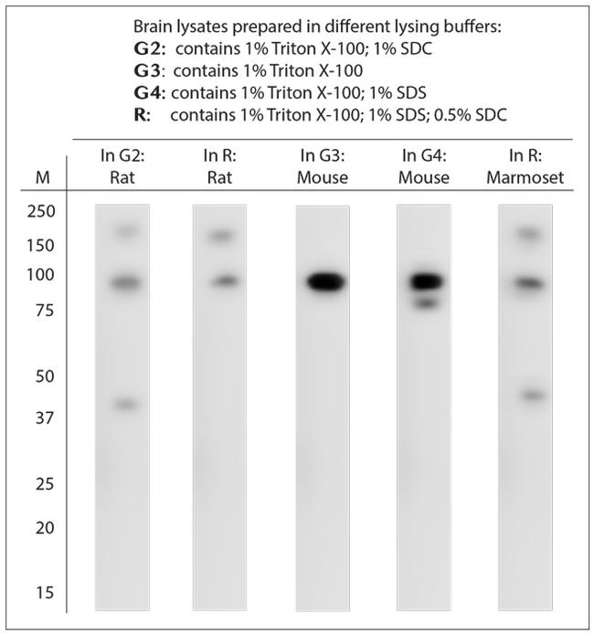 TRPC3 Antibody in Western Blot (WB)