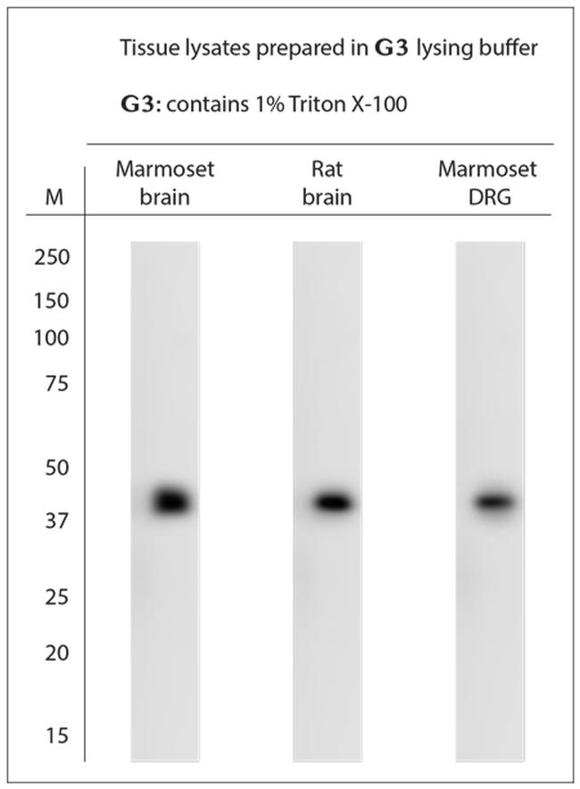 TGN38 Antibody in Western Blot (WB)