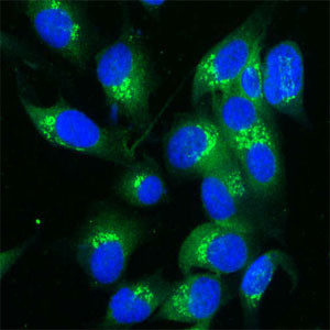 TGN38 Antibody in Immunocytochemistry (ICC/IF)