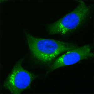 TGN38 Antibody in Immunocytochemistry (ICC/IF)