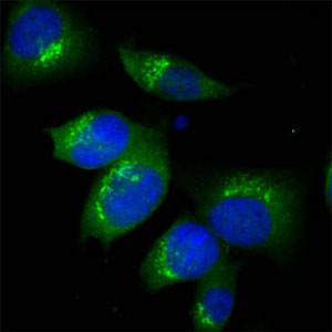 TGN38 Antibody in Immunocytochemistry (ICC/IF)