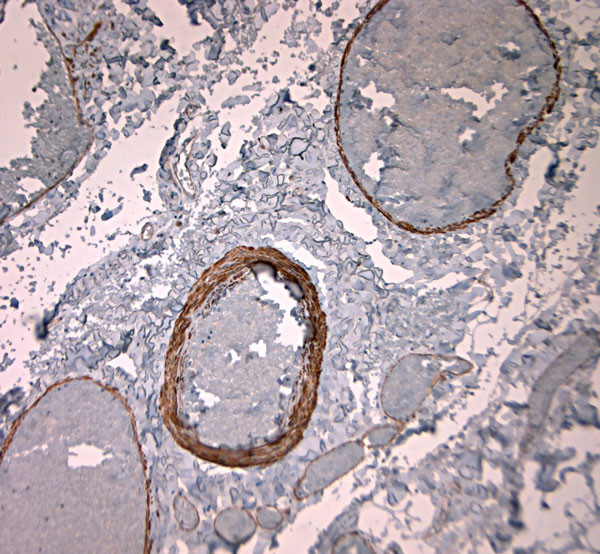 TPC2 Antibody in Immunohistochemistry (Paraffin) (IHC (P))