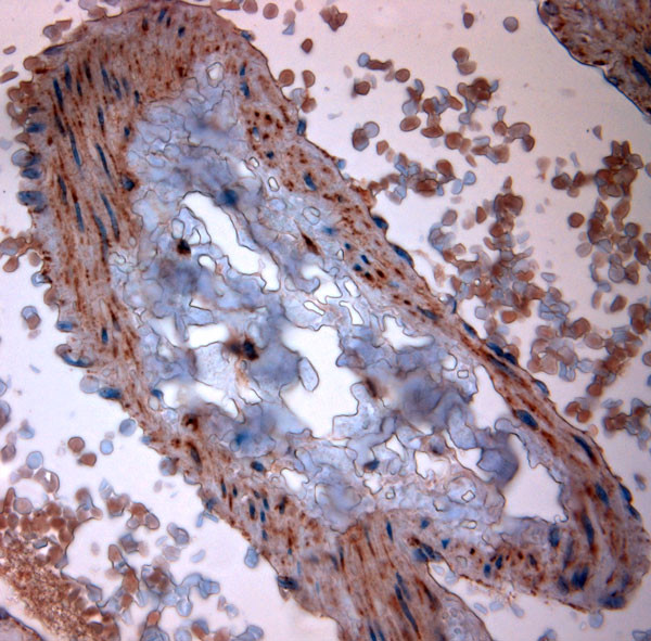 TPC2 Antibody in Immunohistochemistry (Paraffin) (IHC (P))