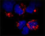 TLR9 Antibody in Immunocytochemistry (ICC/IF)