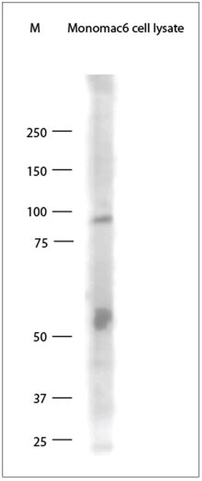 TLR9 Antibody in Western Blot (WB)