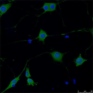 Tyrosine Hydroxylase Antibody in Immunocytochemistry (ICC/IF)