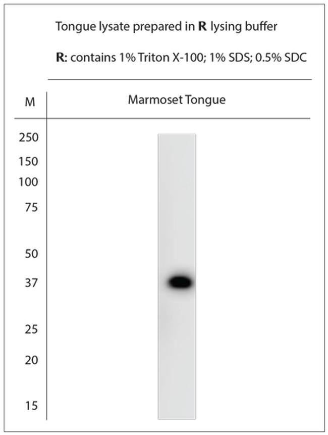 TAS2R38 Antibody in Western Blot (WB)