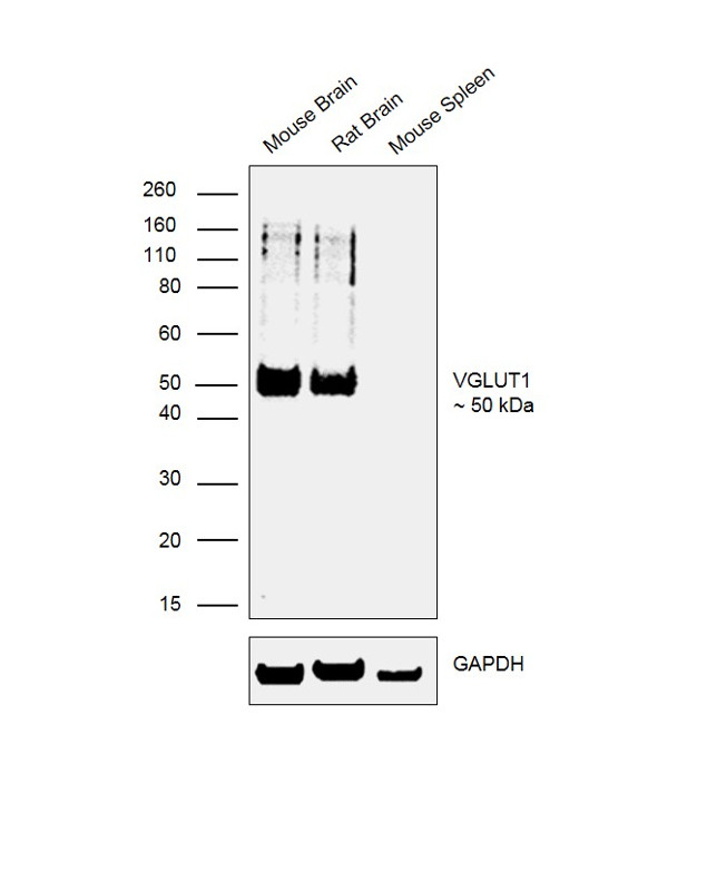 VGLUT1 Antibody