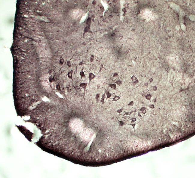 VAMP A/B Antibody in Immunohistochemistry - Free Floating (IHC (Free))