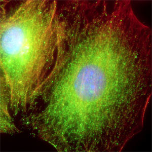 VDP Antibody in Immunocytochemistry (ICC/IF)