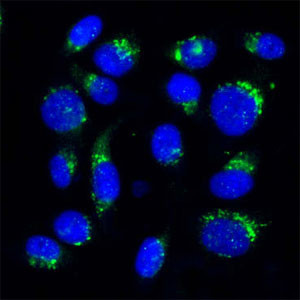 VDP Antibody in Immunocytochemistry (ICC/IF)