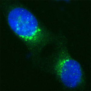 VDP Antibody in Immunocytochemistry (ICC/IF)