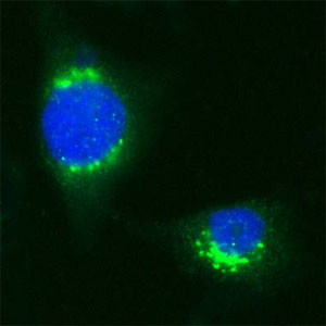 VDP Antibody in Immunocytochemistry (ICC/IF)