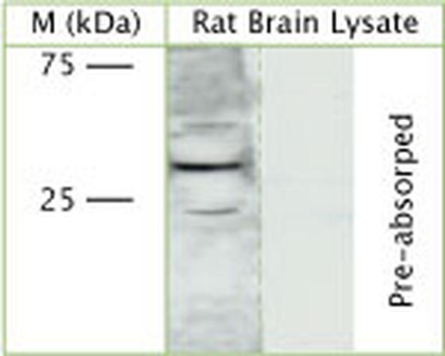 SNF8 Antibody in Western Blot (WB)