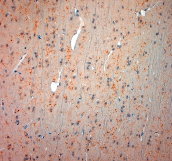 VGluT3 Antibody in Immunohistochemistry (Paraffin) (IHC (P))