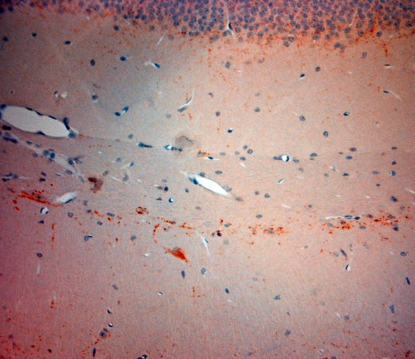 VGluT3 Antibody in Immunohistochemistry (Paraffin) (IHC (P))