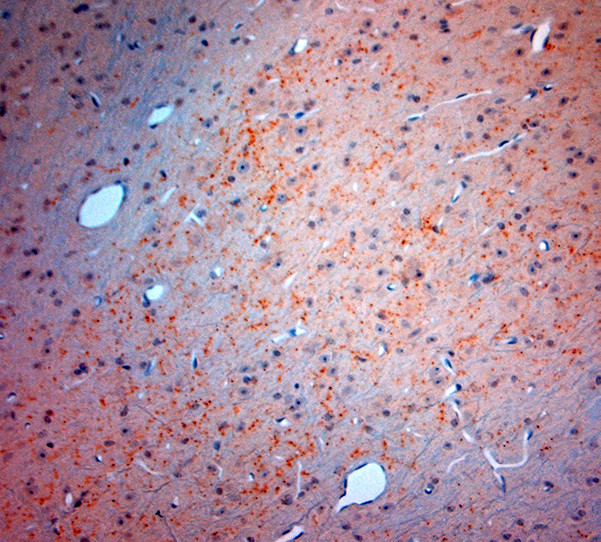 VGluT3 Antibody in Immunohistochemistry (Paraffin) (IHC (P))