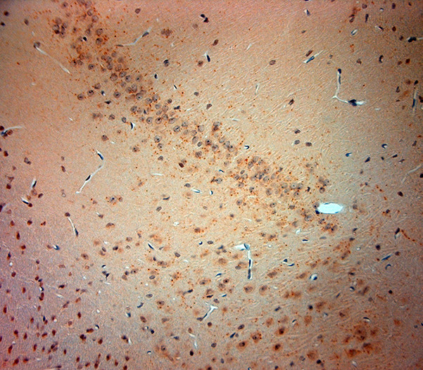 VGluT3 Antibody in Immunohistochemistry (Paraffin) (IHC (P))