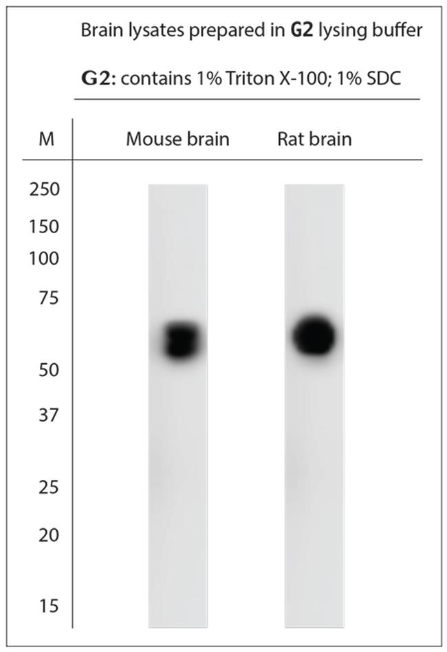 VGluT2 Antibody in Western Blot (WB)