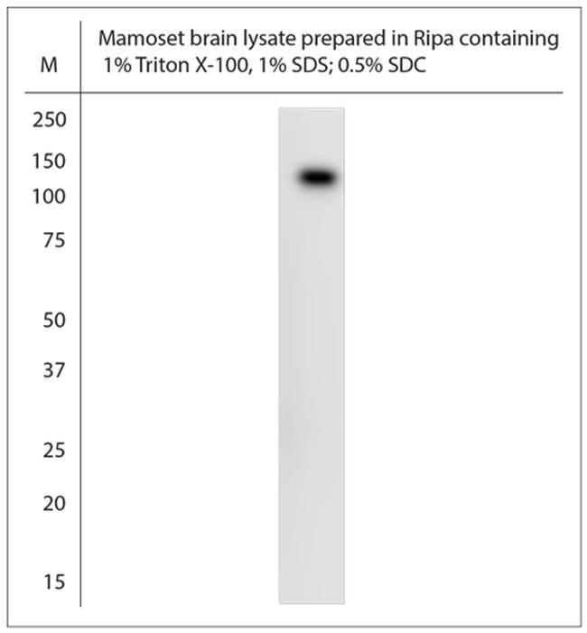 XPO6 Antibody in Western Blot (WB)