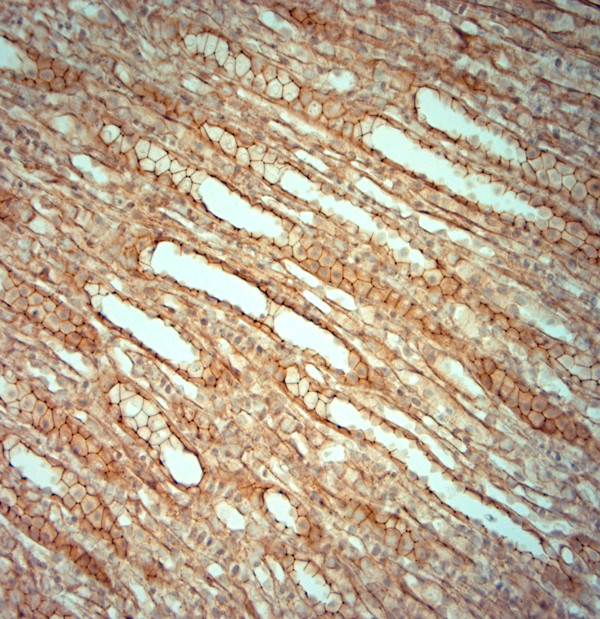 ZO1 Antibody in Immunohistochemistry (Paraffin) (IHC (P))