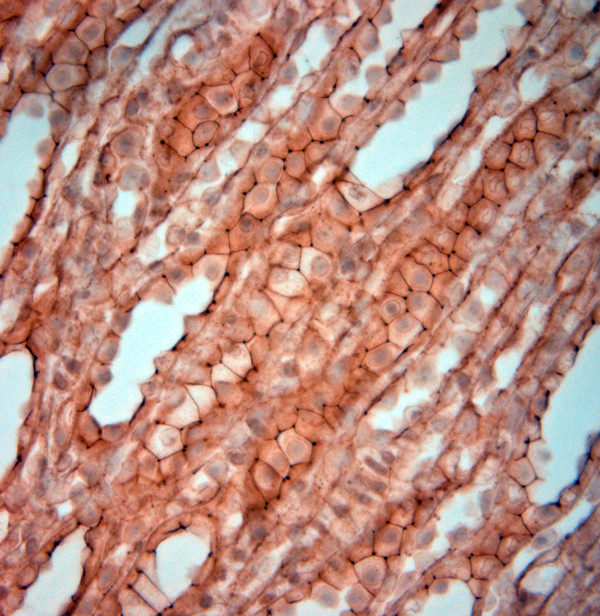 ZO1 Antibody in Immunohistochemistry (Paraffin) (IHC (P))