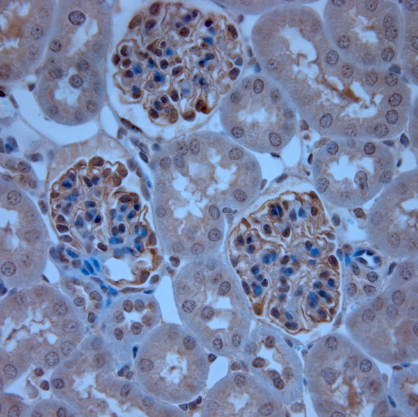 ZO1 Antibody in Immunohistochemistry (Paraffin) (IHC (P))