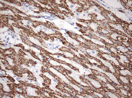 OTC Antibody in Immunohistochemistry (Paraffin) (IHC (P))