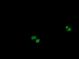 OTUB1 Antibody in Immunocytochemistry (ICC/IF)