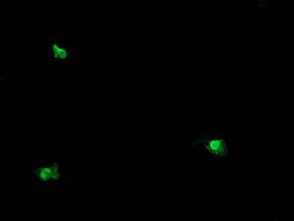 OTUB1 Antibody in Immunocytochemistry (ICC/IF)