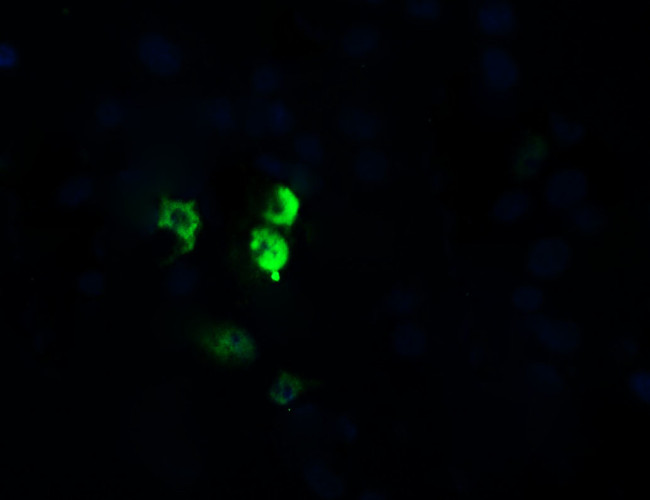 OTUB1 Antibody in Immunocytochemistry (ICC/IF)