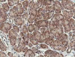 OTUB1 Antibody in Immunohistochemistry (Paraffin) (IHC (P))