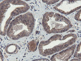 OTUB1 Antibody in Immunohistochemistry (Paraffin) (IHC (P))